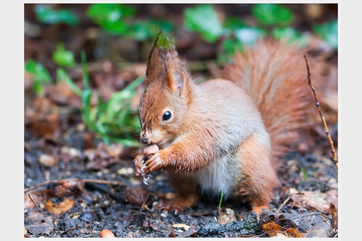 Eichhörnchen beim Fressen auf dem Waldboden