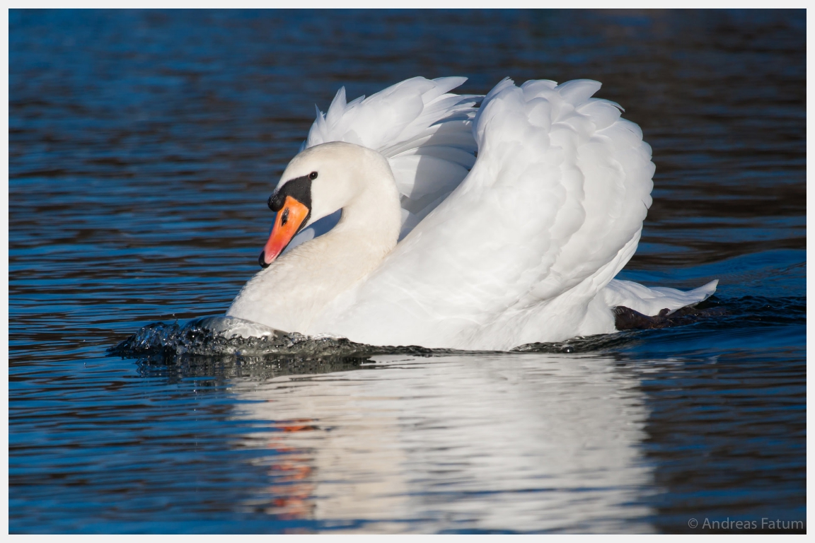 Weißer Schwan auf dunkelblauem Wasser